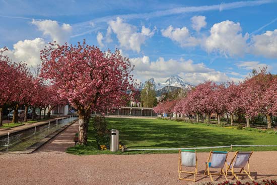 Cherry blossom in the garden in Berchtesgaden Cherry blossom in the garden in Berchtesgaden