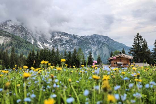 Rossfeld im Sommer mit Blumenwiese im Vordergrund, eine Alm und die Berge im Hintergrund Rossfeld im Sommer mit Blumenwiese im Vordergrund, eine Alm und die Berge im Hintergrund