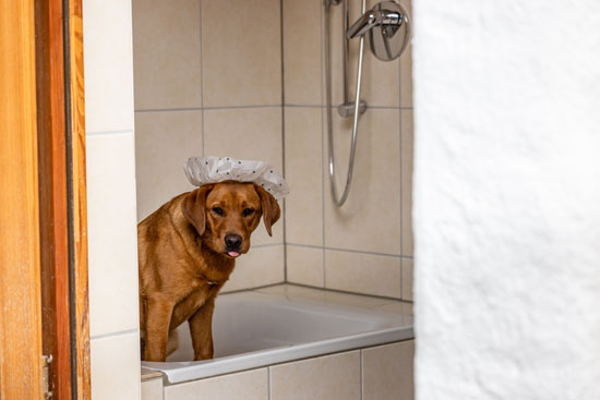 A Labrador is sitting in the dog shower at Allweglehen wearing a shower cap. A Labrador is sitting in the dog shower at Allweglehen wearing a shower cap.